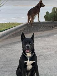 Lost Male Dog last seen View Rd and Sanger Mdw Dr, Sanger, TX 76266