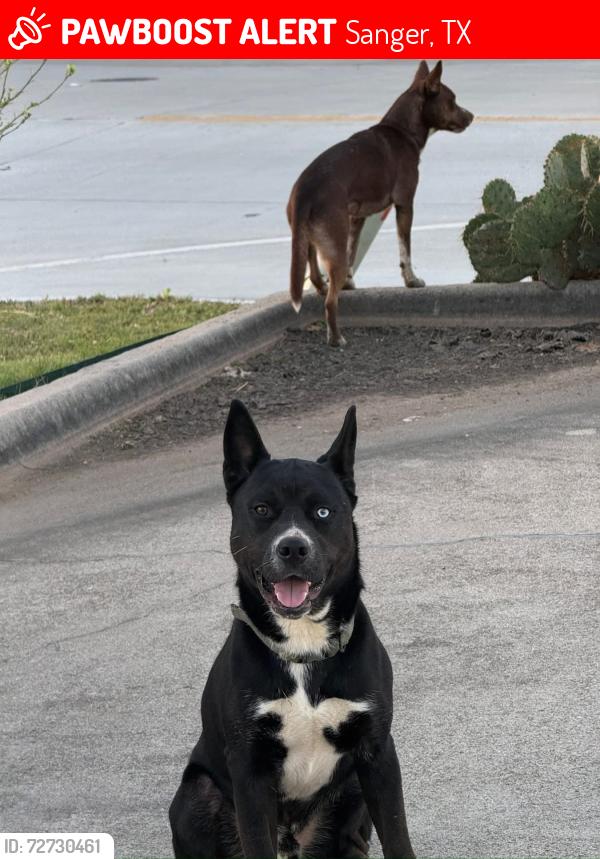 Lost Male Dog last seen View Rd and Sanger Mdw Dr, Sanger, TX 76266