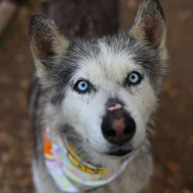Shelter Stray Male Dog last seen FAIR HOLLOW DR, San Antonio, TX 78227