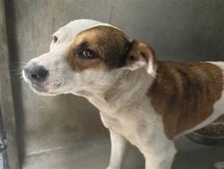 Shelter Stray Female Dog last seen Near BLOCK WESTERN AVE, San Bernardino, CA 92401