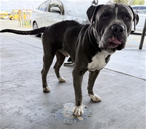 Shelter Stray Male Dog last seen , Los Angeles, CA 90047