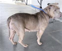 Shelter Stray Female Dog last seen , Los Angeles, CA 90047