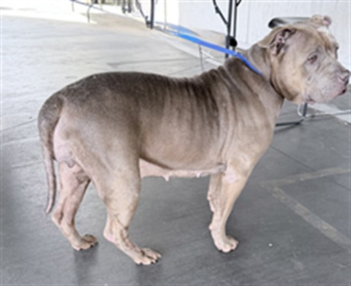 Shelter Stray Female Dog last seen , Los Angeles, CA 90047
