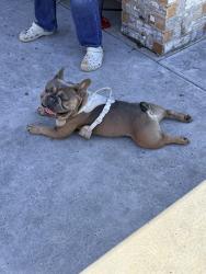 Found/Stray Male Dog last seen Sw 149th St & Vickie Dr, In front of Stonemeadows neighborhood , Oklahoma City, OK 73170