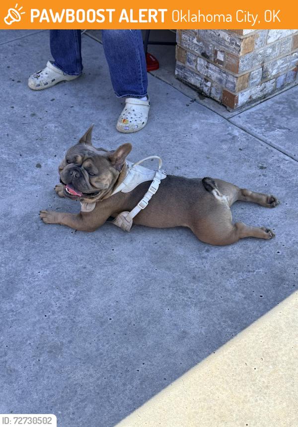 Found/Stray Male Dog last seen Sw 149th St & Vickie Dr, In front of Stonemeadows neighborhood , Oklahoma City, OK 73170