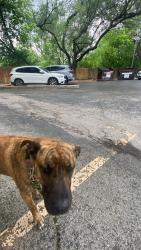 Found/Stray Female Dog last seen Near Airport Blvd, Austin, TX 78752