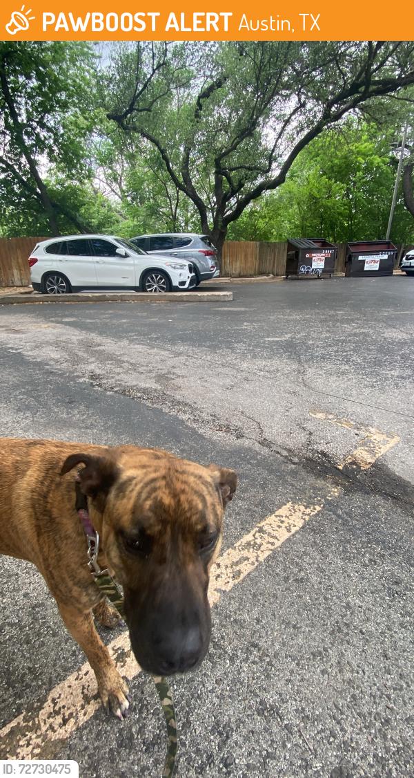 Found/Stray Female Dog last seen Near Airport Blvd, Austin, TX 78752