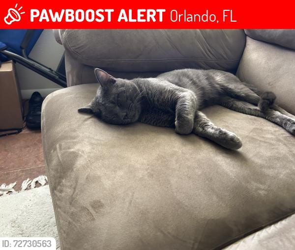 Lost Male Cat last seen Faber Drive & Hagar Way , Orlando, FL 32822