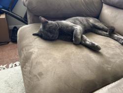 Lost Male Cat last seen Faber Drive & Hagar Way , Orlando, FL 32822