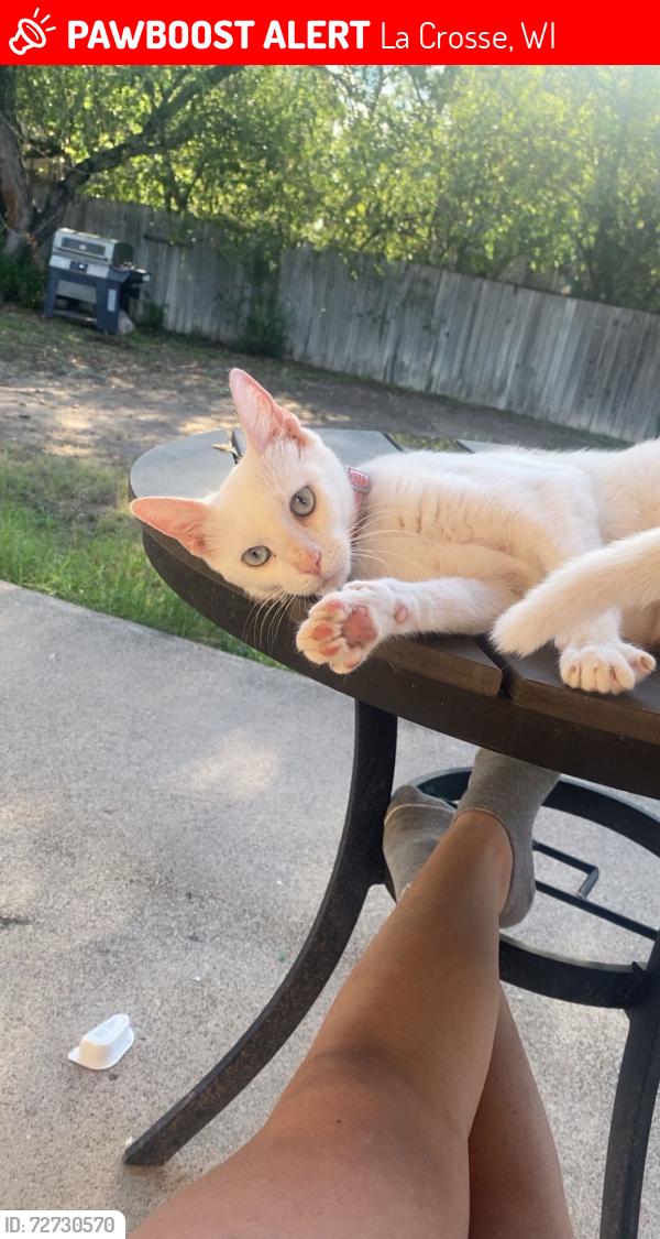 Lost Female Cat last seen Near , La Crosse, WI 54603