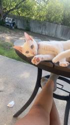 Lost Female Cat last seen Near , La Crosse, WI 54603