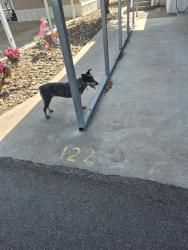Found/Stray Female Dog last seen Bentsen Palm Dr. & Hwy 83, Palmview, TX 78572