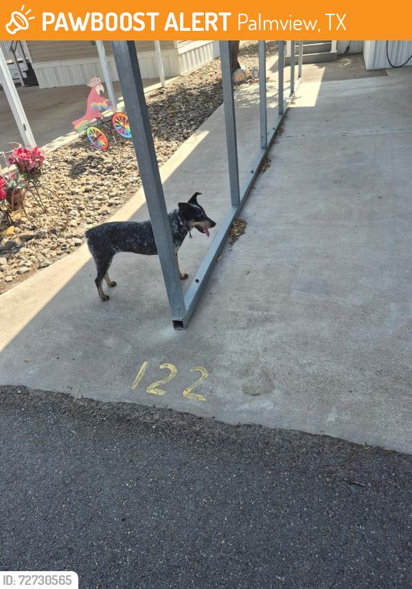 Found/Stray Female Dog last seen Bentsen Palm Dr. & Hwy 83, Palmview, TX 78572