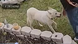Found/Stray Unknown Dog last seen Glendale lakes, Arcola, TX 77583