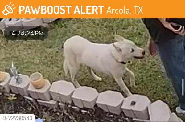 Found/Stray Unknown Dog last seen Glendale lakes, Arcola, TX 77583