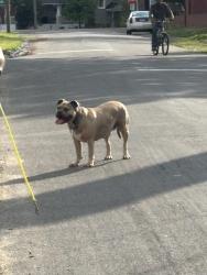 Found/Stray Female Dog last seen Cliff Ave and Ivanhoe Ave, Richmond, VA 23222