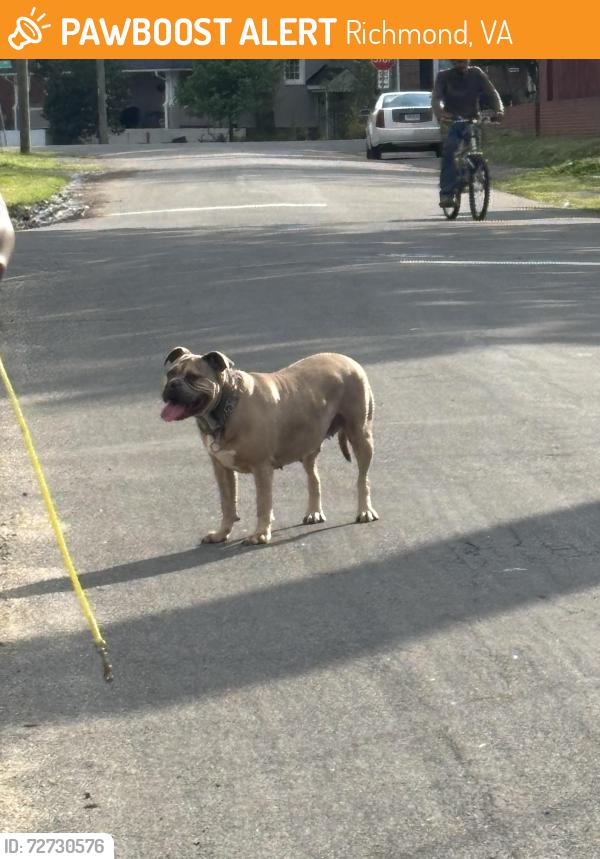 Found/Stray Female Dog last seen Cliff Ave and Ivanhoe Ave, Richmond, VA 23222