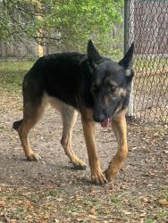 Found/Stray Female Dog last seen Westheimer and Seagler near Ascension Episcopal Church , Houston, TX 77042