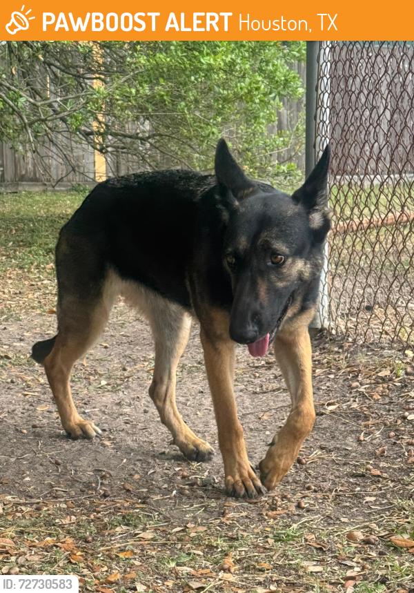 Found/Stray Female Dog last seen Westheimer and Seagler near Ascension Episcopal Church , Houston, TX 77042