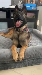 Lost Male Dog last seen Near Tierra Mia, imperial hwy, Lynwood, CA 90262