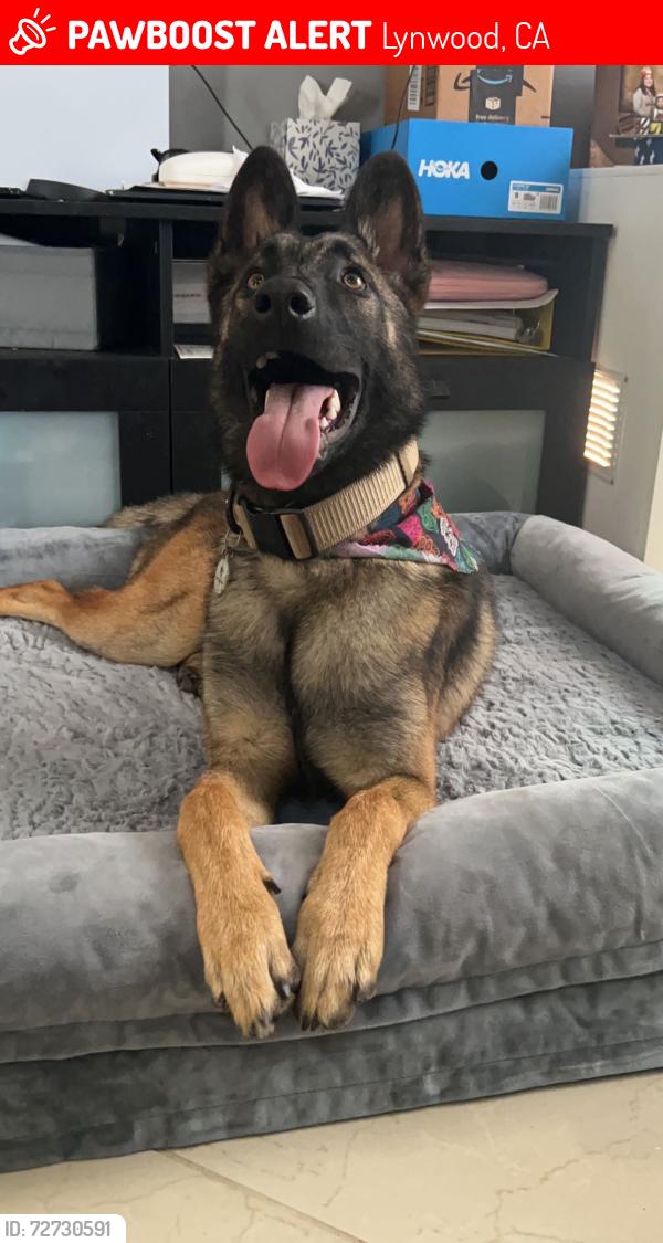 Lost Male Dog last seen Near Tierra Mia, imperial hwy, Lynwood, CA 90262