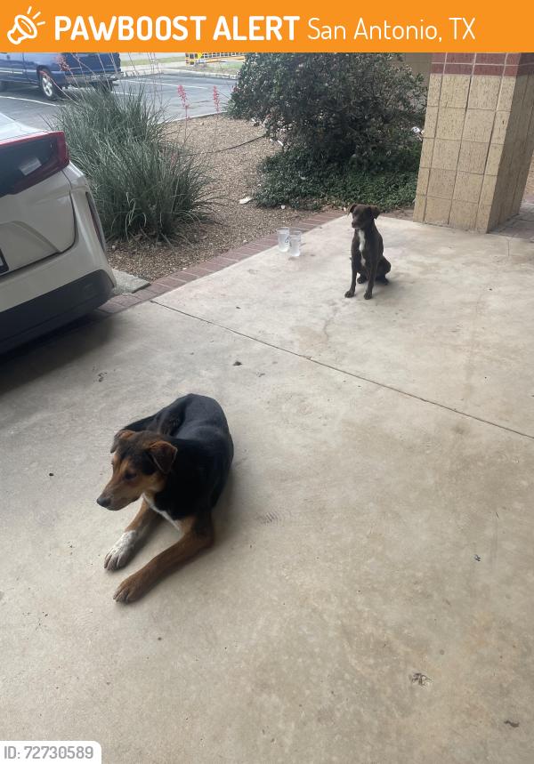 Found/Stray Female Dog last seen Crescent moon music and collectibles , San Antonio, TX 78232