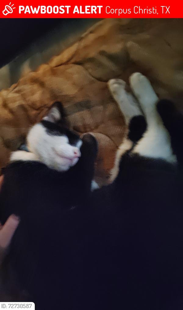 Lost Male Cat last seen TV Motel, Corpus Christi, TX 78408