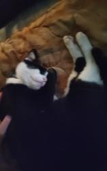 Lost Male Cat last seen TV Motel, Corpus Christi, TX 78408