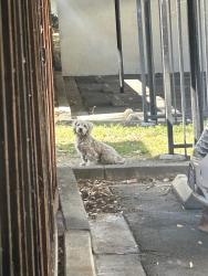 Found/Stray Unknown Dog last seen Aguacate ct driveway , San Jose, CA 95133