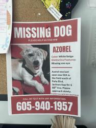 Lost Male Dog last seen South of Peña blvd Jackson gap at / E 66th ave , Denver, CO 80249