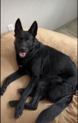 Lost Male Dog last seen Bus station via liberty road , Lexington, KY 40509