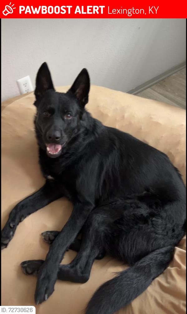 Lost Male Dog last seen Bus station via liberty road , Lexington, KY 40509