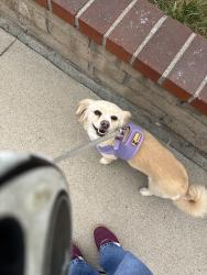 Lost Female Dog last seen Passing Montclair hosp going north on Monte Vista ave, Montclair, CA 91763