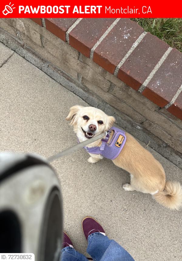 Lost Female Dog last seen Passing Montclair hosp going north on Monte Vista ave, Montclair, CA 91763