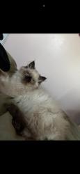 Lost Male Cat last seen Colton high, Colton, CA 92324