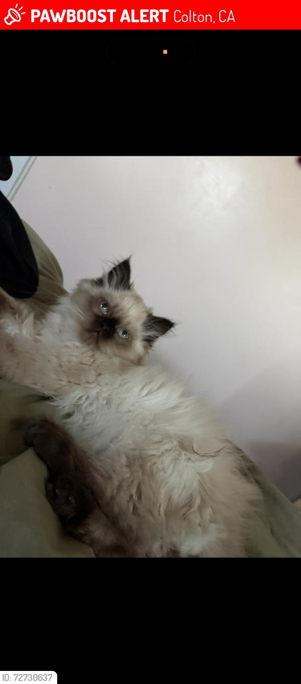 Lost Male Cat last seen Colton high, Colton, CA 92324