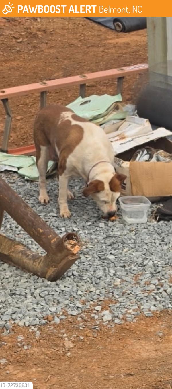 Found/Stray Female Dog last seen Old weigh station across bridge from Belmont, Belmont, NC 28012