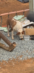 Found/Stray Female Dog last seen Old weigh station across bridge from Belmont, Belmont, NC 28012
