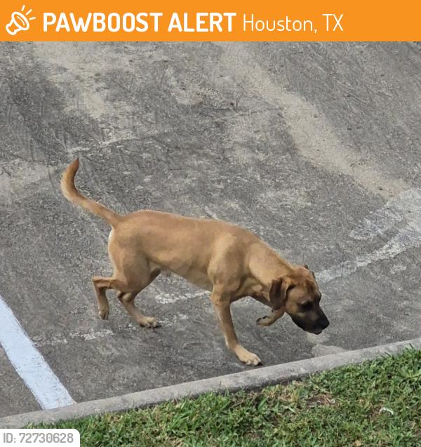 Found/Stray Male Dog last seen Roaming all of Phase 1 at Trails of Rock Creek Apts , Houston, TX 77065