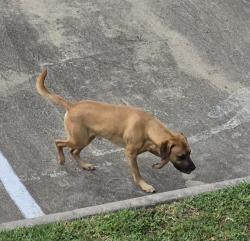Found/Stray Male Dog last seen Roaming all of Phase 1 at Trails of Rock Creek Apts , Houston, TX 77065