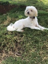 Lost Female Dog last seen Girard Park, Lafayette, LA 70503