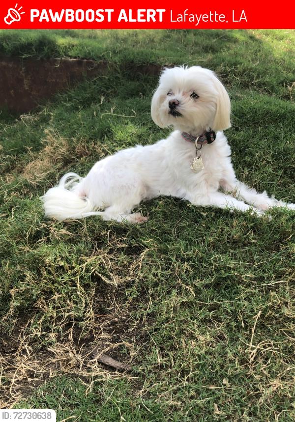 Lost Female Dog last seen Girard Park, Lafayette, LA 70503