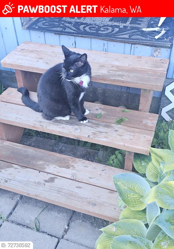 Lost Male Cat last seen Kalama River Road, Kalama, WA 98625