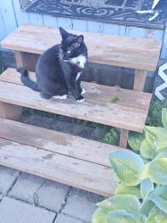 Lost Male Cat last seen Kalama River Road, Kalama, WA 98625