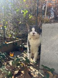 Lost Male Cat last seen Pebble Meadows drive Lewisville NC, Lewisville, NC 27023