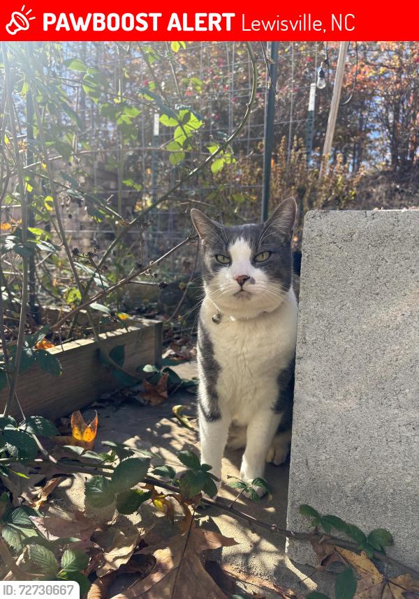 Lost Male Cat last seen Pebble Meadows drive Lewisville NC, Lewisville, NC 27023