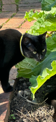 Lost Female Cat last seen Murray Park , Greater London, England TW2
