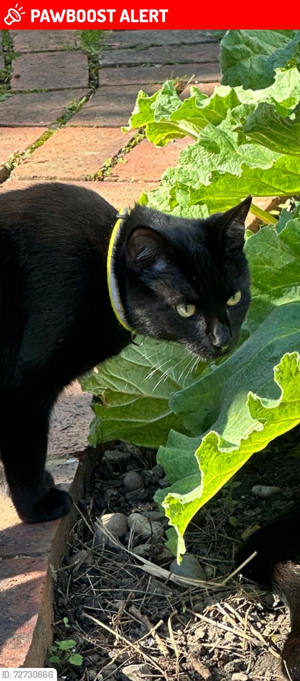 Lost Female Cat last seen Murray Park , Greater London, England TW2