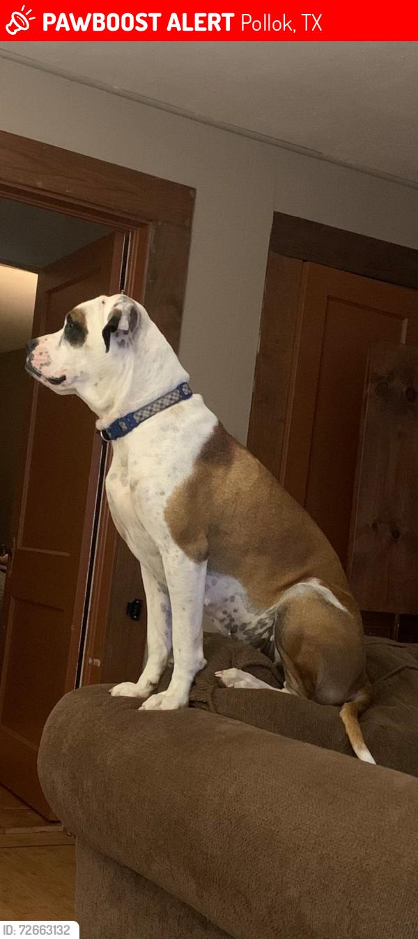 Lost Female Dog last seen Edwards Loop near rifle Road, Pollok, TX 75969