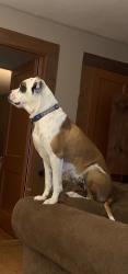 Lost Female Dog last seen Edwards Loop near rifle Road, Pollok, TX 75969